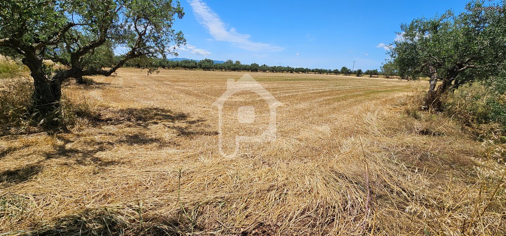 Αγροτεμάχια 12.000 τ.μ. προς πώληση, Ίσωμα Φαρών