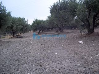 Αγροτεμάχια 3.387 τ.μ. για πώληση