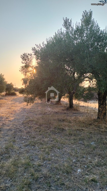 Αγροτεμάχια 1.022 τ.μ. προς πώληση, Σκάλα Φούρκας