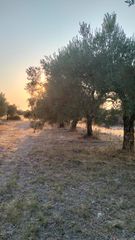 Αγροτεμάχια 1.022 τ.μ. για πώληση