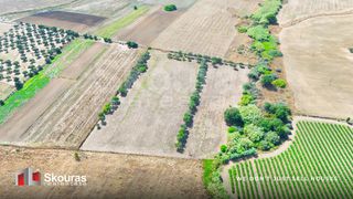 Αγροτεμάχια 16.613 τ.μ. πρός πώληση, Αχαΐα, Μόβρη-thumb-12
