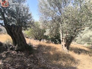 Αγροτεμάχια 1.500 τ.μ. για πώληση, Ν. Σάμου, Σάμος-thumb-1