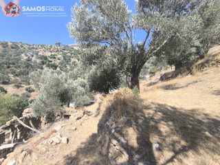 Αγροτεμάχια 1.500 τ.μ. για πώληση, Ν. Σάμου, Σάμος-thumb-2