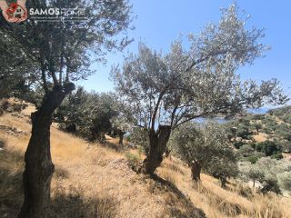 Αγροτεμάχια 1.500 τ.μ. για πώληση, Ν. Σάμου, Σάμος-thumb-6