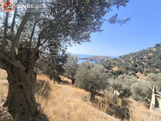 Αγροτεμάχια 1.500 τ.μ. για πώληση, Ν. Σάμου, Σάμος-thumb-7