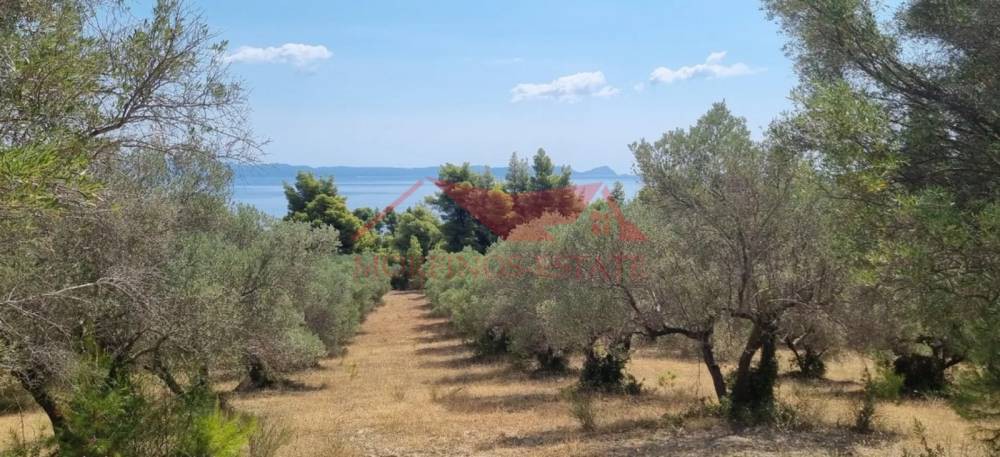 Αγροτεμάχια 9.600 τ.μ. πρός πώληση, Χαλκιδική, Παλλήνη