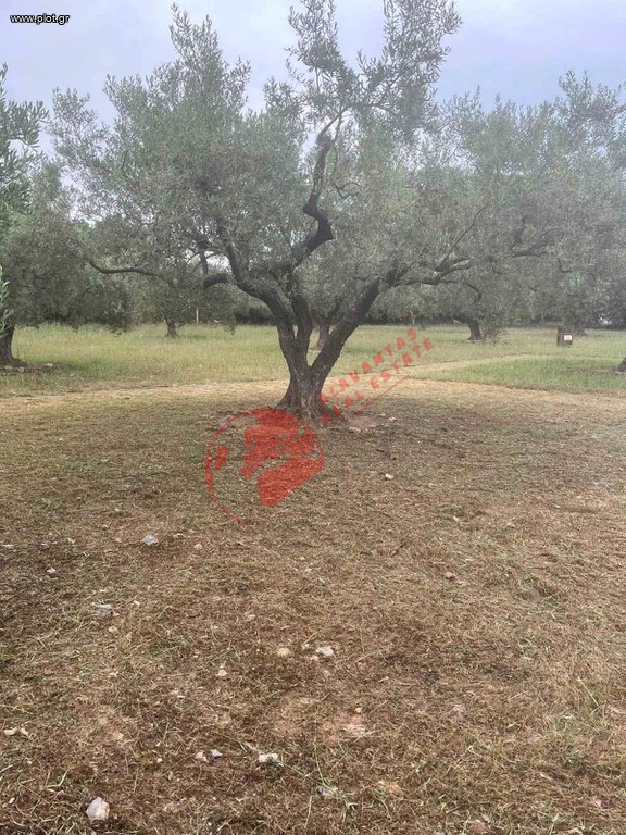 Οικόπεδο 3.600 τ.μ. προς πώληση, Δίκελλα