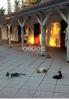 Φάρμα / ράντσο 10.000 τ.μ. πρός ενοικίαση