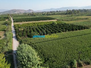 Αγροτεμάχια 7.354 τ.μ. για πώληση, Αργολίδα, Άργος-thumb-11