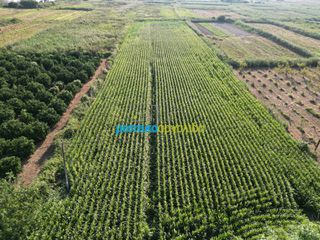 Αγροτεμάχια 7.354 τ.μ. για πώληση, Αργολίδα, Άργος-thumb-2