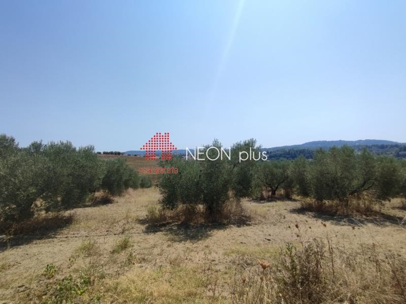 Αγροτεμάχια 22.500 τ.μ. πρός πώληση, Χαλκιδική, Κασσάνδρα