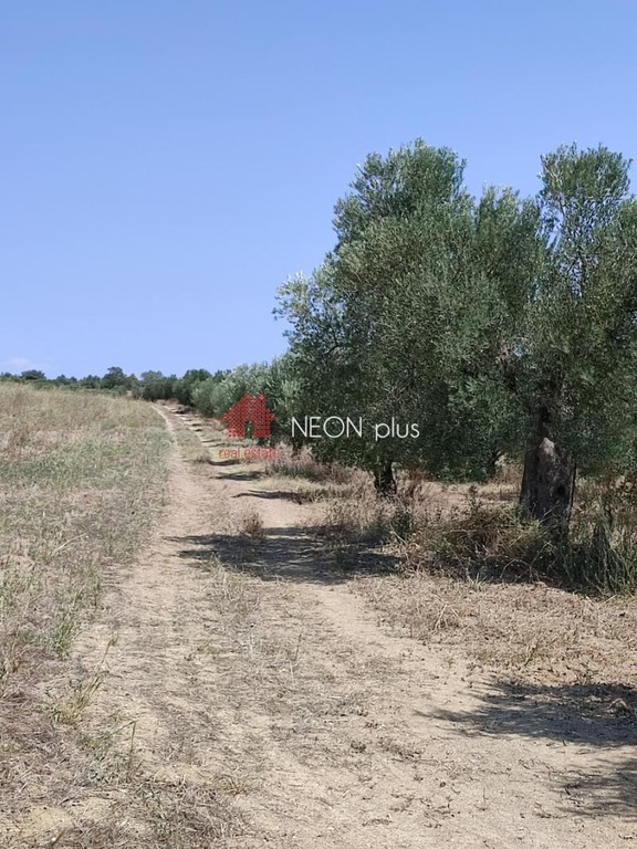 Αγροτεμάχια 22.500 τ.μ. πρός πώληση, Χαλκιδική, Κασσάνδρα