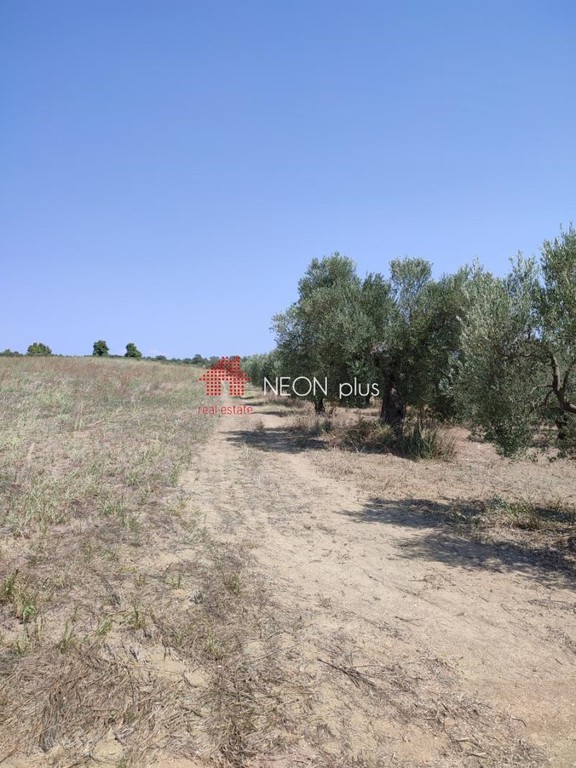 Αγροτεμάχια 22.500 τ.μ. πρός πώληση, Χαλκιδική, Κασσάνδρα