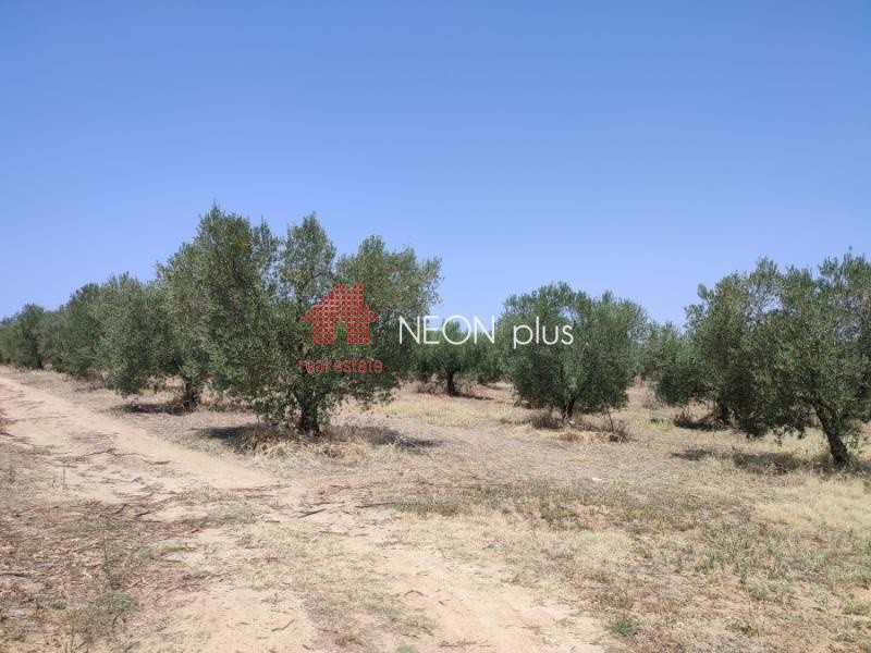 Αγροτεμάχια 22.500 τ.μ. πρός πώληση, Χαλκιδική, Κασσάνδρα