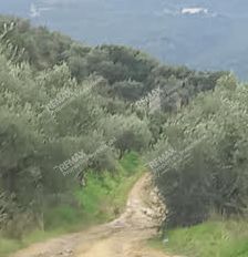 Αγροτεμάχια 5.007 τ.μ. για πώληση, Μεσσηνία, Μελιγαλά-thumb-1