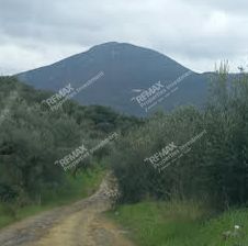 Αγροτεμάχια 5.007 τ.μ. για πώληση