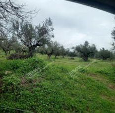 Αγροτεμάχια 2.534 τ.μ. για πώληση