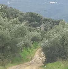 Αγροτεμάχια 2.534 τ.μ. για πώληση, Μεσσηνία, Μελιγαλά-thumb-1