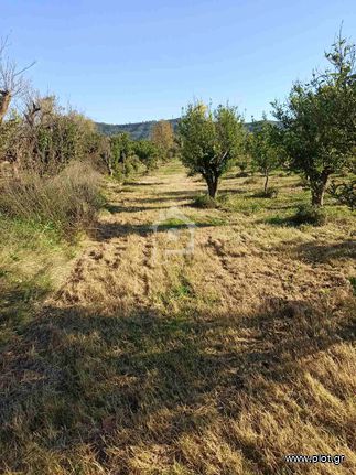 Αγροτεμάχια 10.000 τ.μ. για πώληση, Ν. Άρτας, Βλαχέρνα