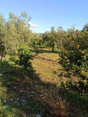Αγροτεμάχια 10.000 τ.μ. για πώληση, Ν. Άρτας, Βλαχέρνα-thumb-2