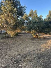 Οικόπεδο 4.500 τ.μ. για πώληση, Εύβοια, Ταμύνες-thumb-8
