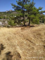 Αγροτεμάχια 5.300 τ.μ. για πώληση