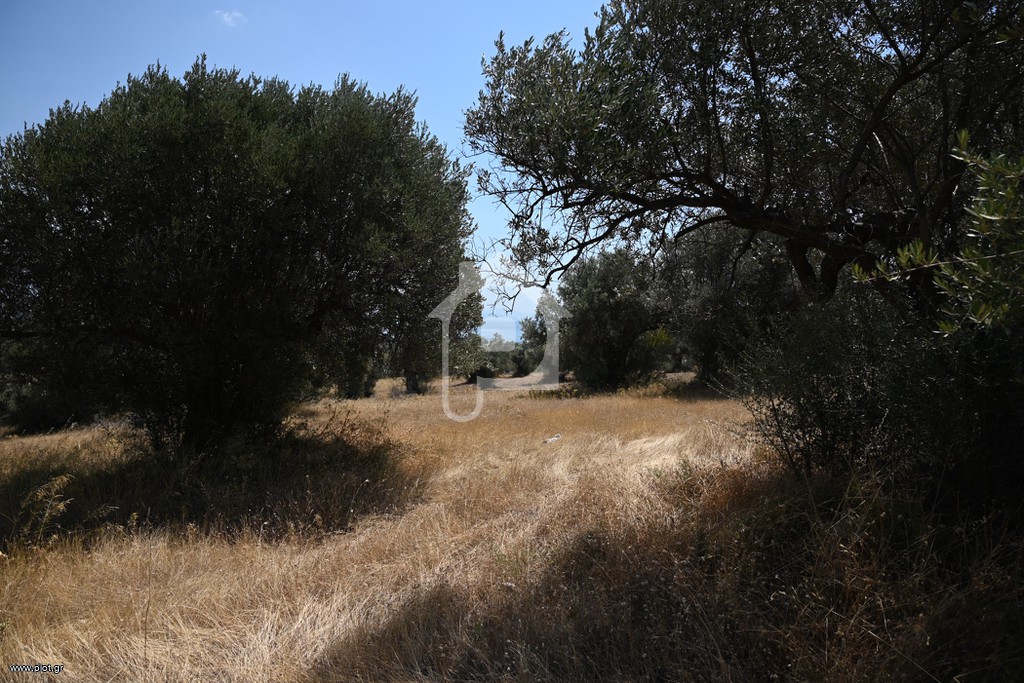 Αγροτεμάχια 2.300 τ.μ. προς πώληση, Μαλακώντα