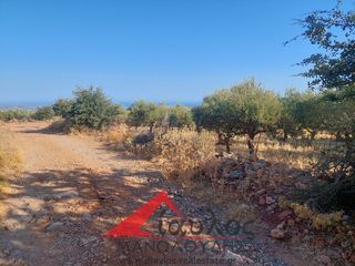 Αγροτεμάχια 3.852 τ.μ. για πώληση