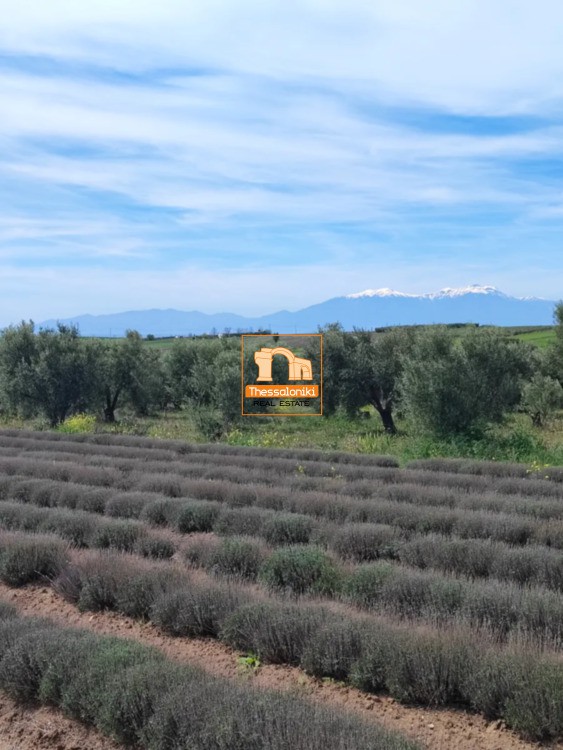 Αγροτεμάχια 10.000 τ.μ. προς πώληση, Νέα Ηράκλεια