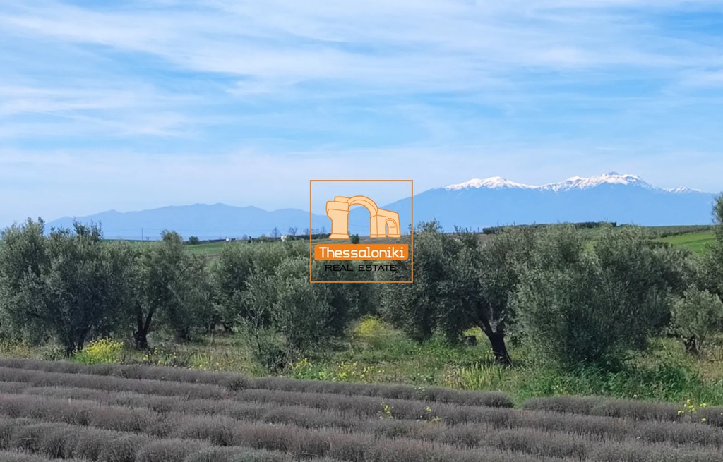 Αγροτεμάχια 10.000 τ.μ. προς πώληση, Νέα Ηράκλεια