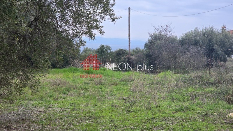 Αγροτεμάχια 1.460 τ.μ. πρός πώληση, Χαλκιδική, Κασσάνδρα