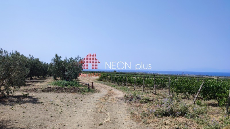 Αγροτεμάχια 12.000 τ.μ. πρός πώληση, Χαλκιδική, Καλλικράτεια
