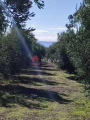Αγροτεμάχια 27.605 τ.μ. για πώληση