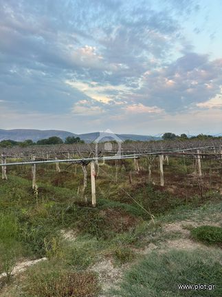 Αγροτεμάχια 7.000 τ.μ. για πώληση, Ν. Πρέβεζας, Φιλιππιάδα