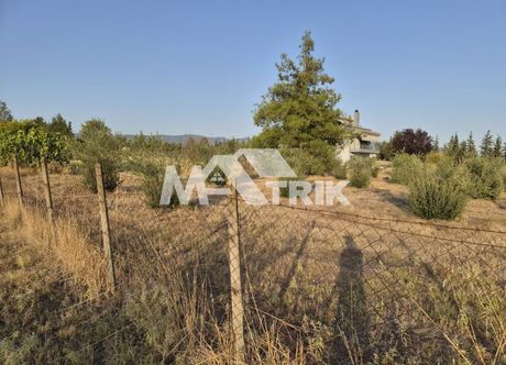 Αγροτεμάχια 4.331 τ.μ. προς πώληση