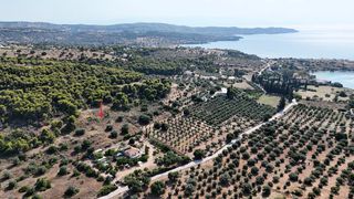 Αγροτεμάχια 4.005 τ.μ. για πώληση, Αργολίδα, Κρανίδι-thumb-5