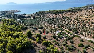 Αγροτεμάχια 4.005 τ.μ. για πώληση, Αργολίδα, Κρανίδι-thumb-16