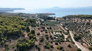 Αγροτεμάχια 4.005 τ.μ. για πώληση, Αργολίδα, Κρανίδι-thumb-17