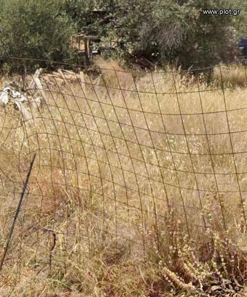 Οικόπεδο 647 τ.μ. προς πώληση, Ελιά Αγίου Δημητρίου