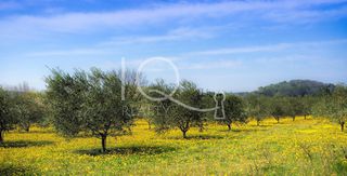 Αγροτεμάχια 35.000 τ.μ. για πώληση
