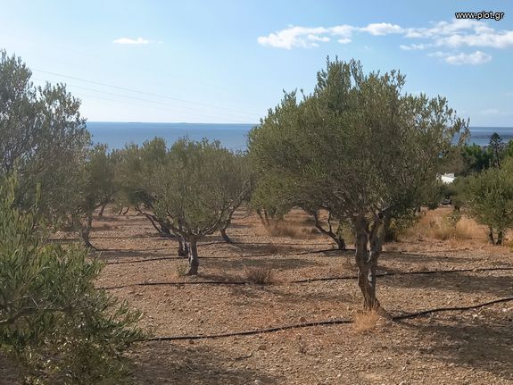 Αγροτεμάχια 4.855 τ.μ. για πώληση, Ν. Λασιθίου, Ιεράπετρα