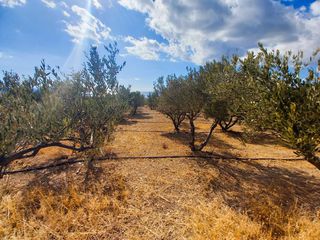 Αγροτεμάχια 4.855 τ.μ. για πώληση, Ν. Λασιθίου, Ιεράπετρα-thumb-8