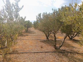 Αγροτεμάχια 4.855 τ.μ. για πώληση, Ν. Λασιθίου, Ιεράπετρα-thumb-9