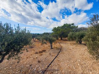 Αγροτεμάχια 4.855 τ.μ. για πώληση, Ν. Λασιθίου, Ιεράπετρα-thumb-11
