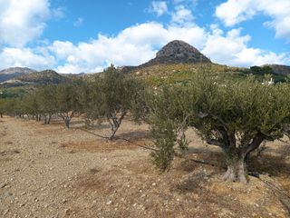 Αγροτεμάχια 4.855 τ.μ. για πώληση, Ν. Λασιθίου, Ιεράπετρα-thumb-20
