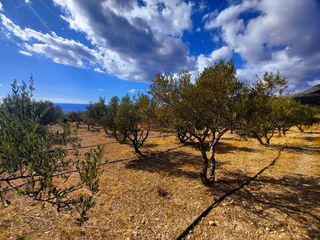 Αγροτεμάχια 4.855 τ.μ. για πώληση, Ν. Λασιθίου, Ιεράπετρα-thumb-25