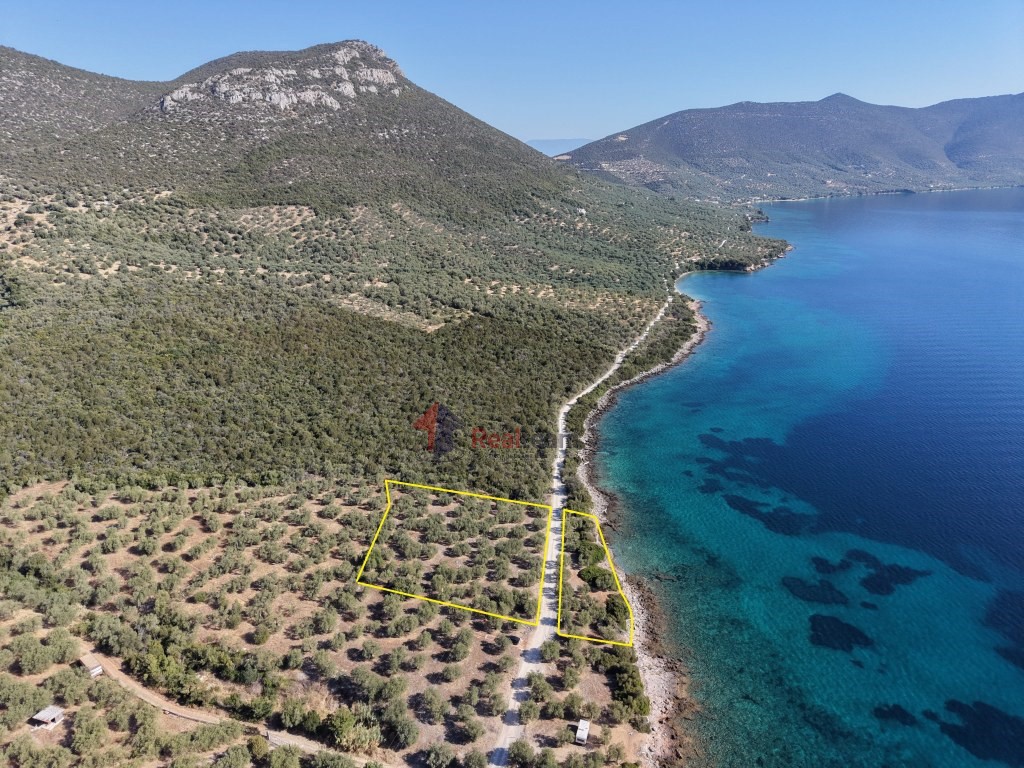 Αγροτεμάχια 4.000 τ.μ. προς πώληση, Πελασγία