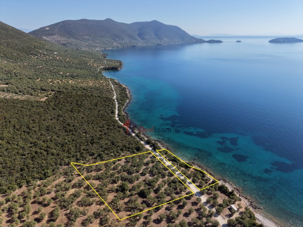 Αγροτεμάχια 4.000 τ.μ. προς πώληση, Πελασγία