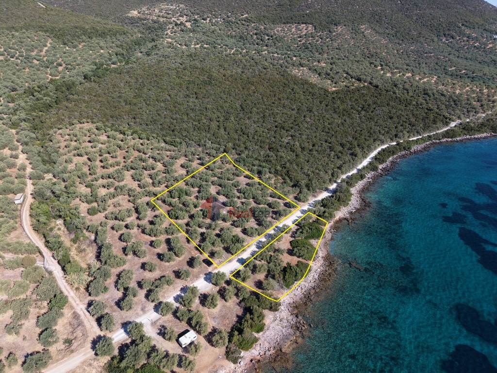 Αγροτεμάχια 4.000 τ.μ. προς πώληση, Πελασγία