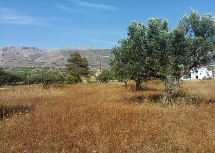 Αγροτεμάχια 7.350 τ.μ. προς πώληση, Οικονομιάνικα